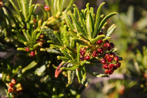 Wartleaf ceanothus (Ceanothus papillosus)