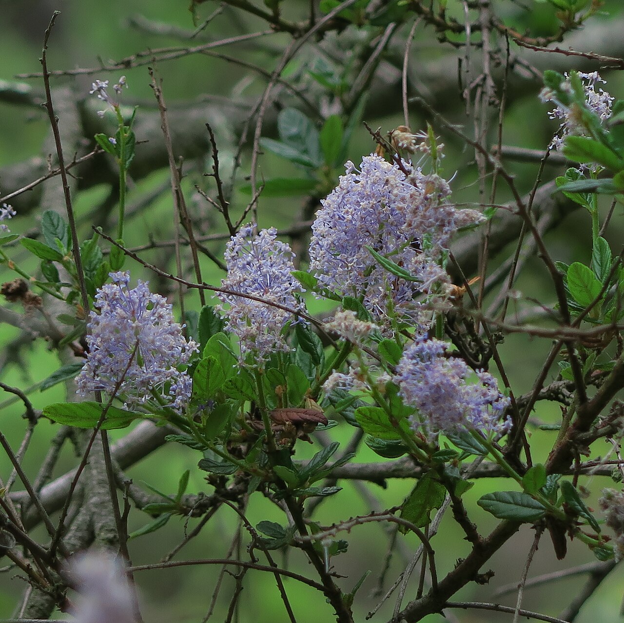 Parry ceanothus: Ceanothus parryi—Parry ceanothus. Photographed at Regional Parks Botanic Garden located in Tilden Regional Park near Berkeley, CA.