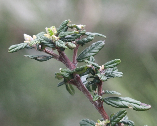 Parry ceanothus (Ceanothus parryi)