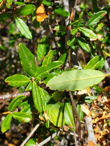 Parry ceanothus (Ceanothus parryi)