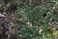 Parry ceanothus (Ceanothus parryi)