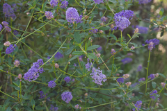 Parry ceanothus (Ceanothus parryi)