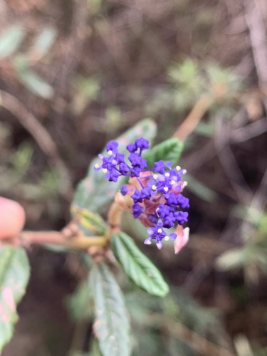 Parry ceanothus (Ceanothus parryi)