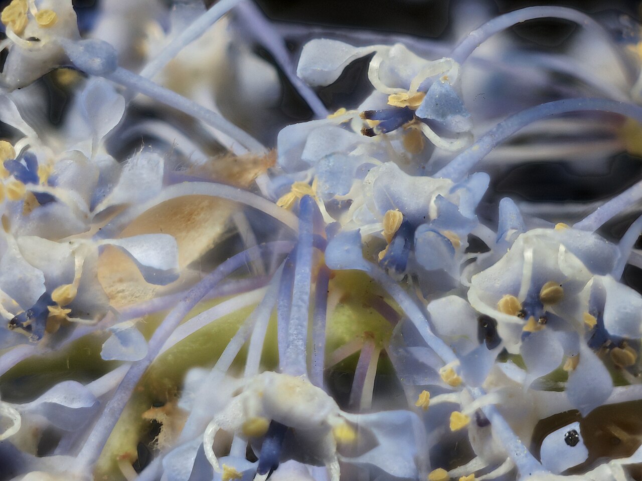Parry ceanothus: Ceanothus parryi—Parry Ceanothus. “Named for Dr. Charles Christopher Parry (1823-1890), an English-born American botanist and botanical collector with the Pacif