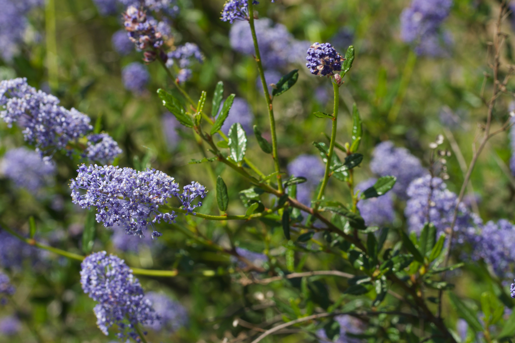 Parry ceanothus (Ceanothus parryi)