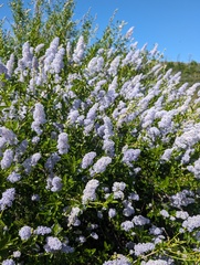 Parry ceanothus (Ceanothus parryi)