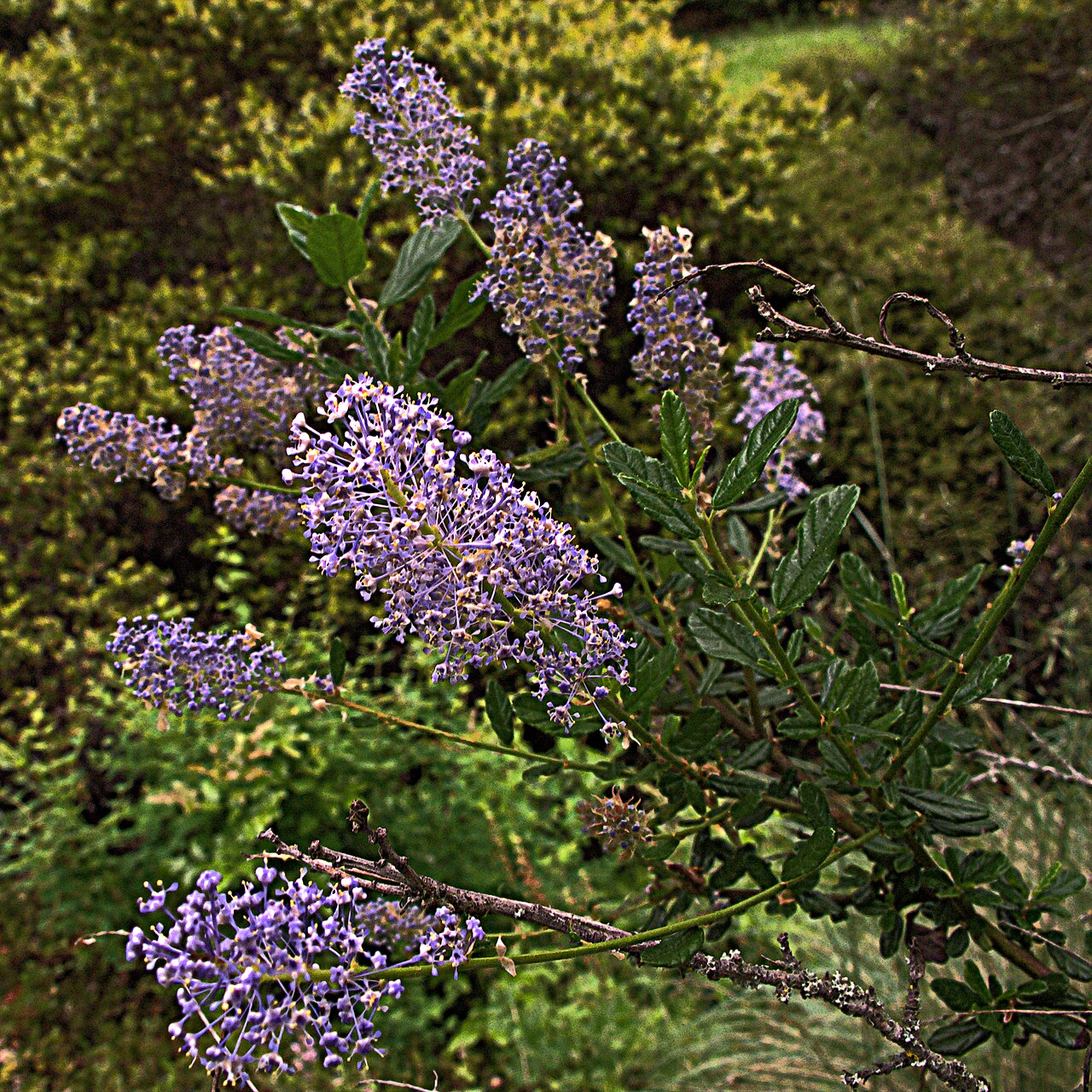 Parry ceanothus: Ceanothus parryi—Parry Ceanothus. “Named for Dr. Charles Christopher Parry (1823-1890), an English-born American botanist and botanical collector with the Pacif