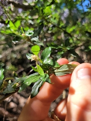 Parry ceanothus (Ceanothus parryi)