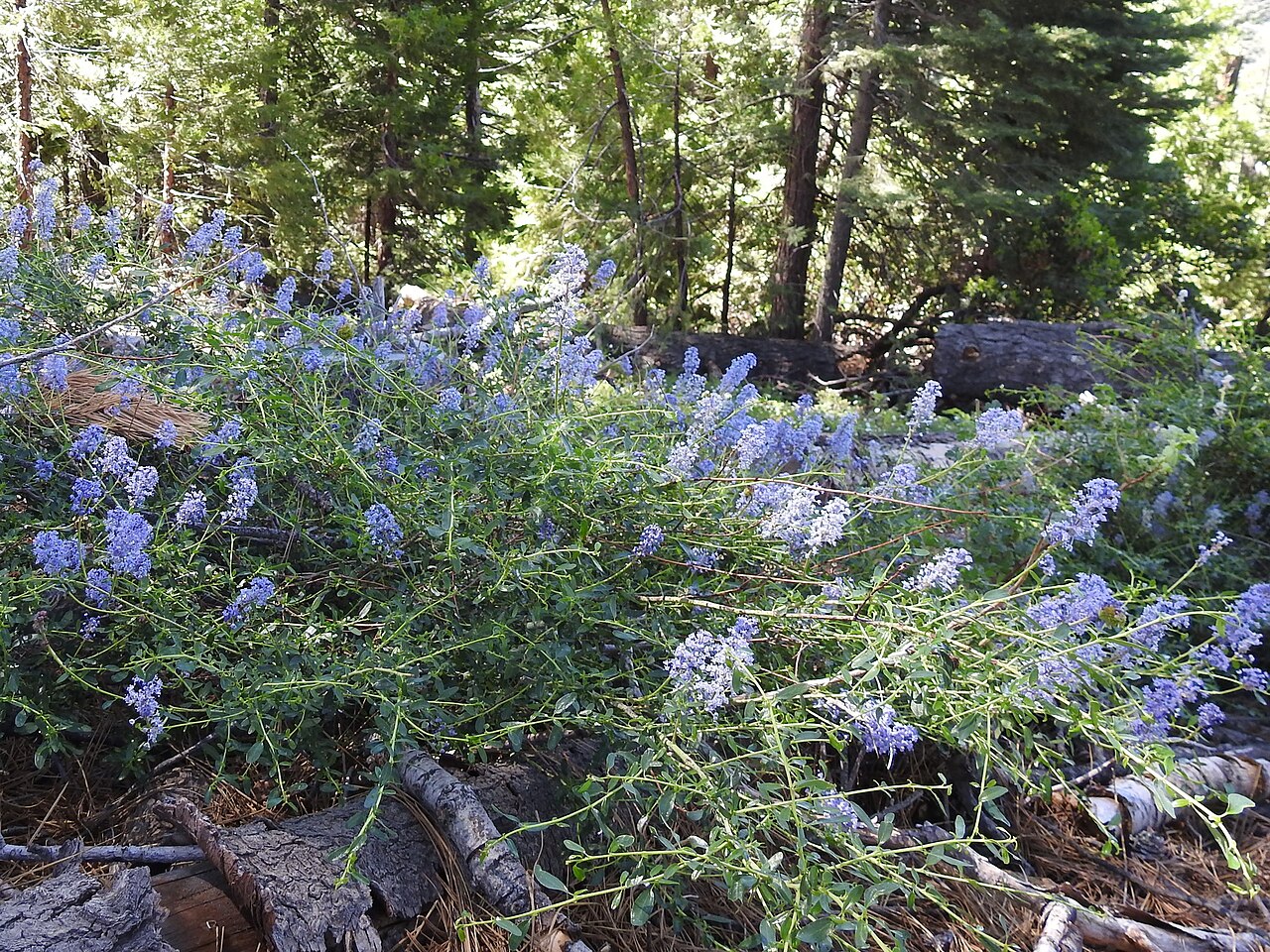 Littleleaf ceanothus: Littleleaf Ceanothus