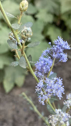 Littleleaf ceanothus (Ceanothus parvifolius)