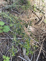 Littleleaf ceanothus (Ceanothus parvifolius)