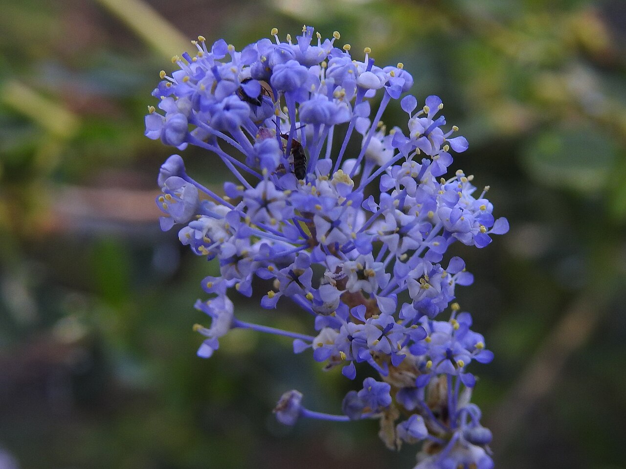 Littleleaf ceanothus: Littleleaf Ceanothus