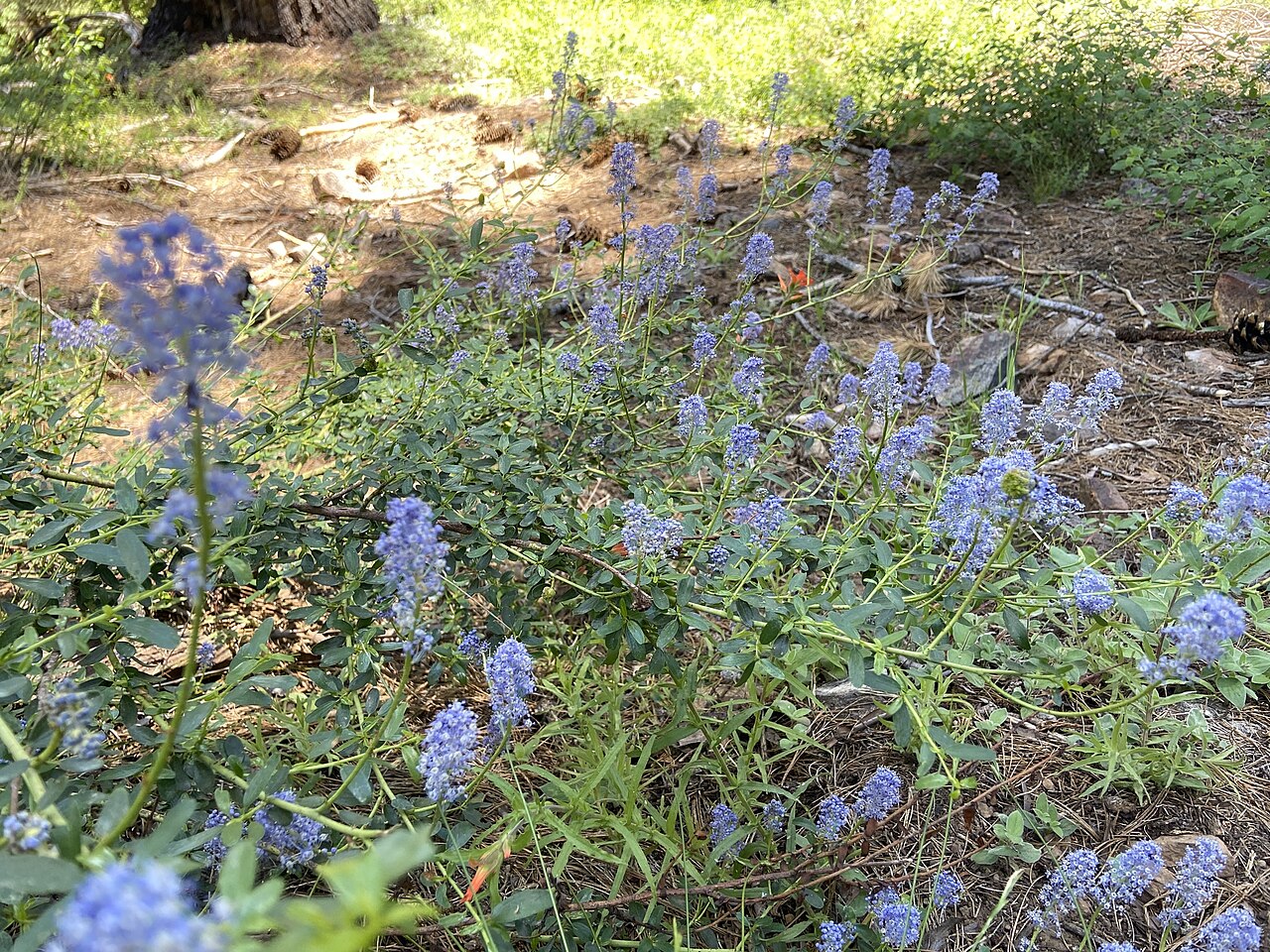 Littleleaf ceanothus: Littleleaf Ceanothus