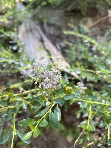 Littleleaf ceanothus (Ceanothus parvifolius)