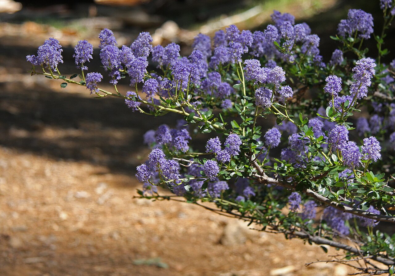 Littleleaf ceanothus: Ceanothus parvifolius ( littleleaf ceanothus) bush, branches and blue flower-clusters, showing small unserrated leaves. At 6000ft, on road from Crane Flat to th