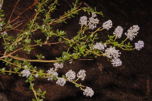 Littleleaf ceanothus (Ceanothus parvifolius)