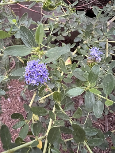 Littleleaf ceanothus (Ceanothus parvifolius)