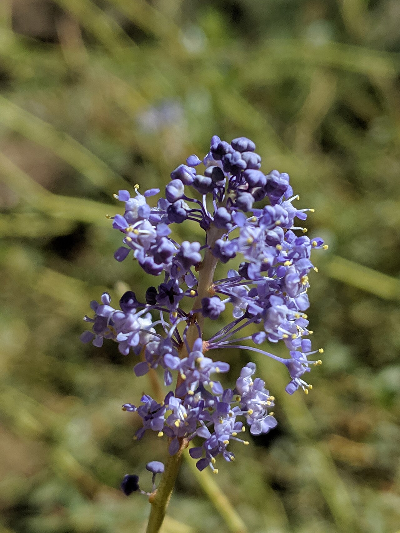 Littleleaf ceanothus: Littleleaf Ceanothus