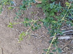 Littleleaf ceanothus (Ceanothus parvifolius)