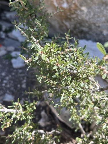 Mojave ceanothus (Ceanothus pauciflorus)
