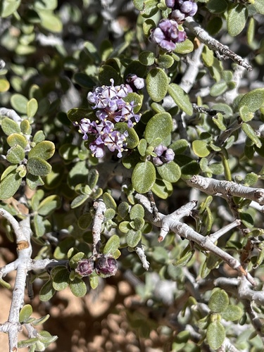 Mojave ceanothus (Ceanothus pauciflorus)
