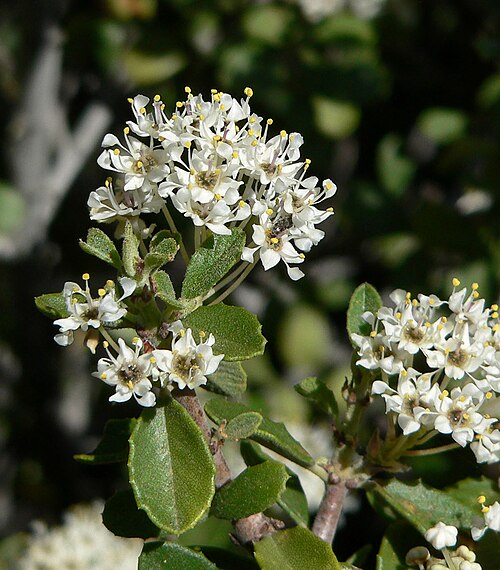 Mojave ceanothus: Ceanothus greggii in Lovell Canyon , Spring Mountains , southern Nevada