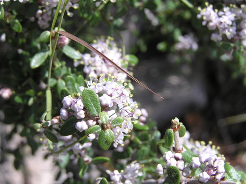 Mojave ceanothus (Ceanothus pauciflorus)