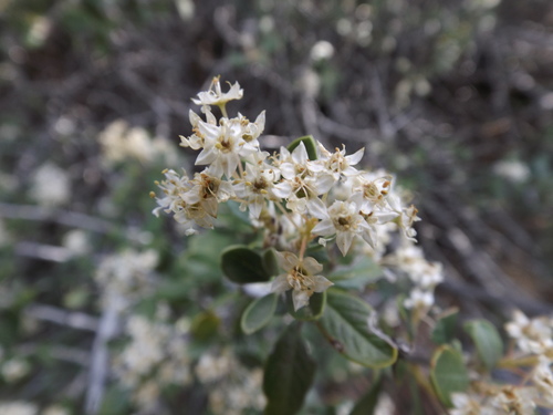 Mojave ceanothus (Ceanothus pauciflorus)