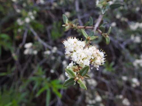 Mojave ceanothus (Ceanothus pauciflorus)