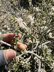 Mojave ceanothus (Ceanothus pauciflorus)