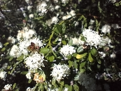 Mojave ceanothus (Ceanothus pauciflorus)