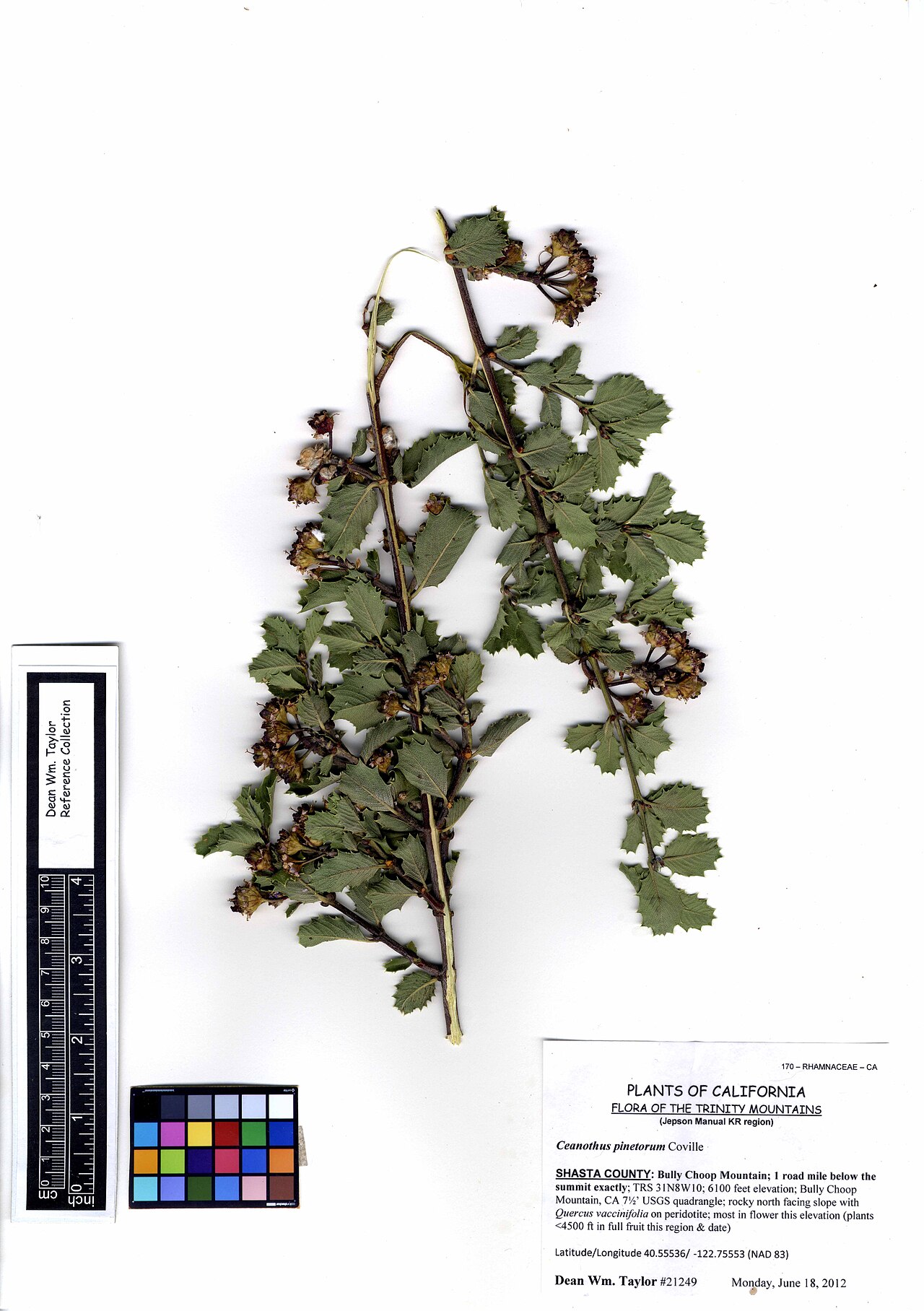 Coville ceanothus: Ceaothus pinetorum #21249