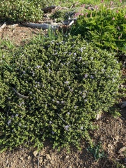 Coville ceanothus (Ceanothus pinetorum)