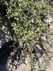 Coville ceanothus (Ceanothus pinetorum)
