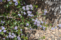Coville ceanothus (Ceanothus pinetorum)
