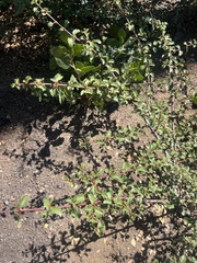 Coville ceanothus (Ceanothus pinetorum)