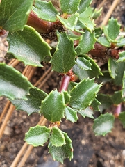 Coville ceanothus (Ceanothus pinetorum)