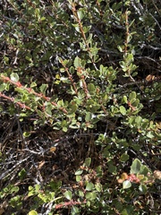 Coville ceanothus (Ceanothus pinetorum)