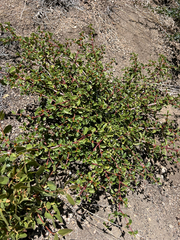 Coville ceanothus (Ceanothus pinetorum)