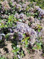 Coville ceanothus (Ceanothus pinetorum)