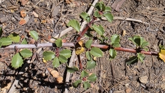 Coville ceanothus (Ceanothus pinetorum)