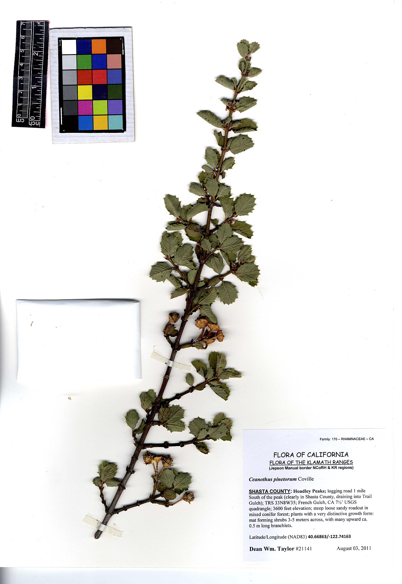 Coville ceanothus: Ceanothus pinetorum #21141