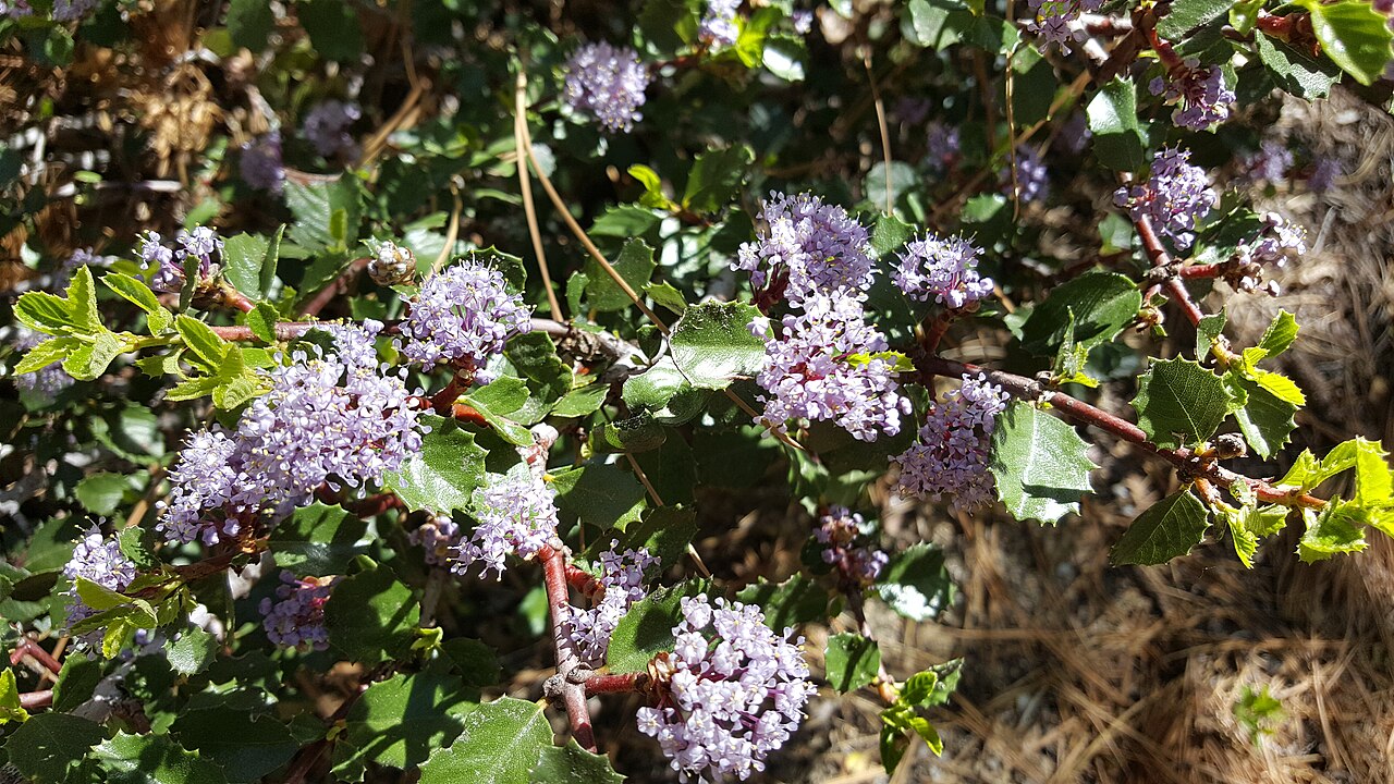 Coville ceanothus: Kern Ceanothus, I took the photo along the Freeman Creek Trail in Sequoia national forest