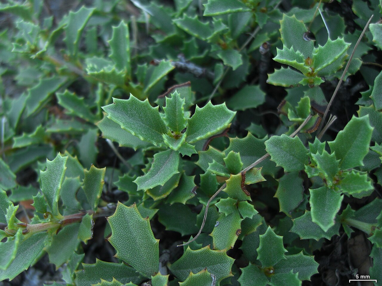 Prostrate ceanothus: Reno, Nevada, 20140528
