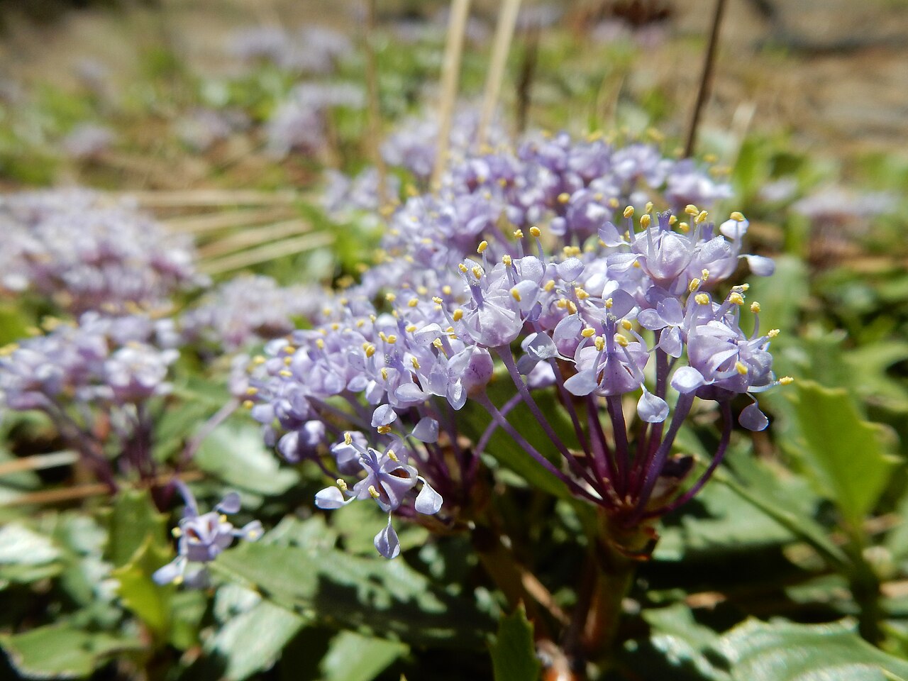 Prostrate ceanothus: A mat-forming subshrub generally in the understory of Jeffrey Pine and not much extending out into the adjacent sagebrush steppe or what remains of it. The flow