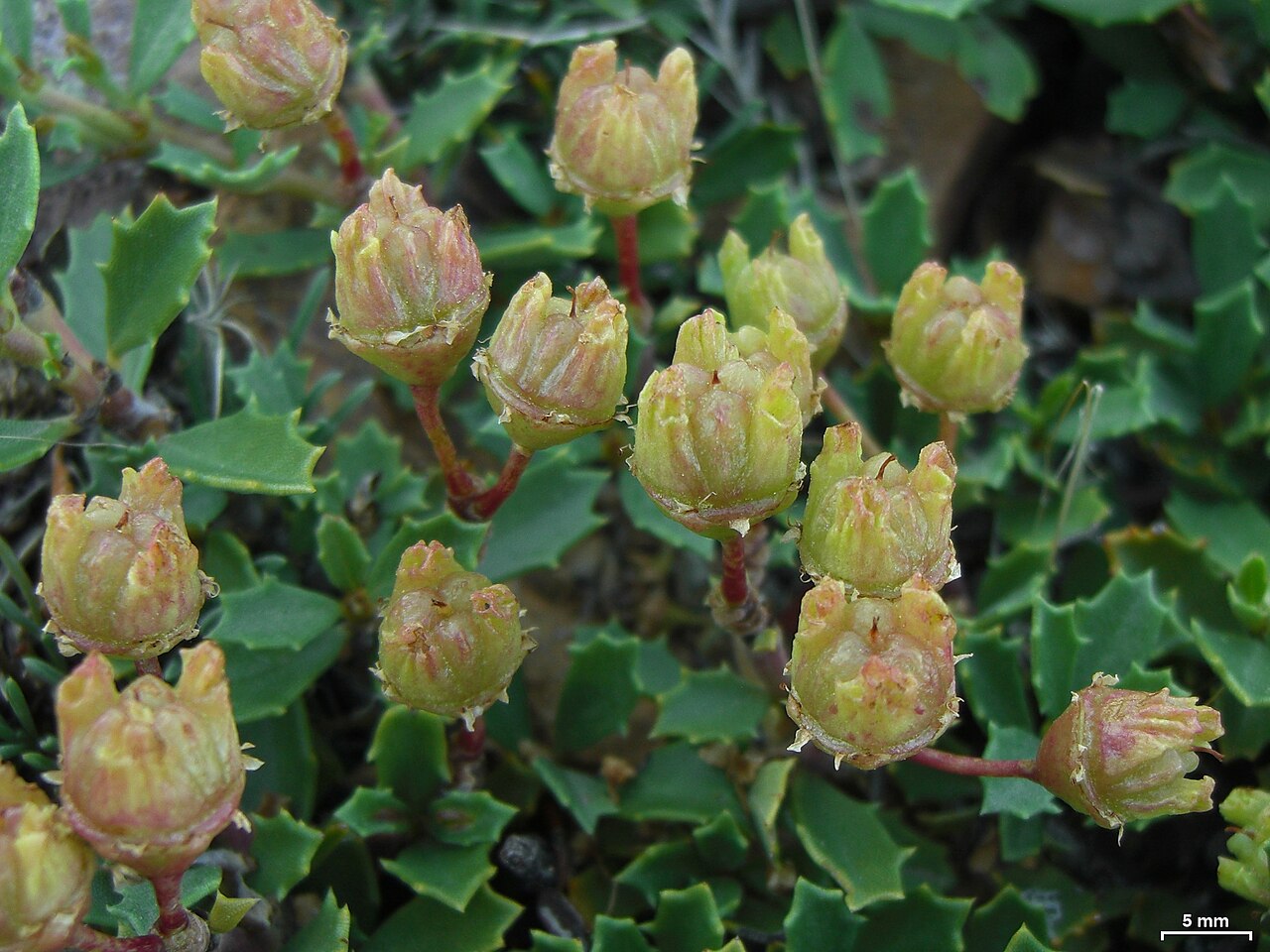 Prostrate ceanothus: Reno, Nevada, 20140528