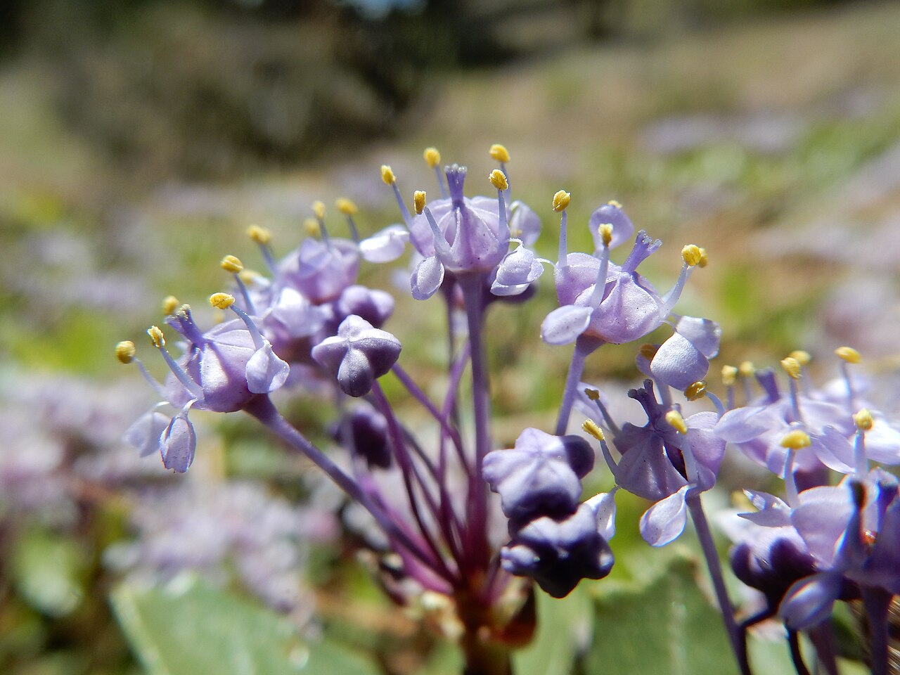 Prostrate ceanothus: A mat-forming subshrub generally in the understory of Jeffrey Pine and not much extending out into the adjacent sagebrush steppe or what remains of it. The flow