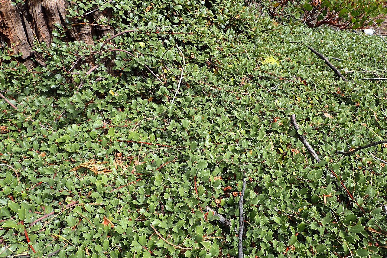 Prostrate ceanothus: Ceanothus prostratus near Manzanita Lake in Lassen National Park in California, USA