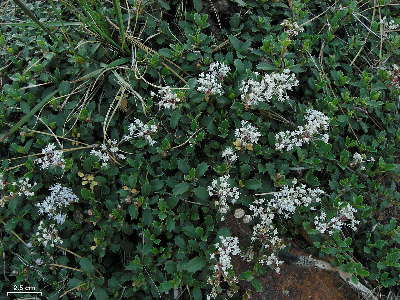Prostrate ceanothus: Reno, Nevada, 20140528
