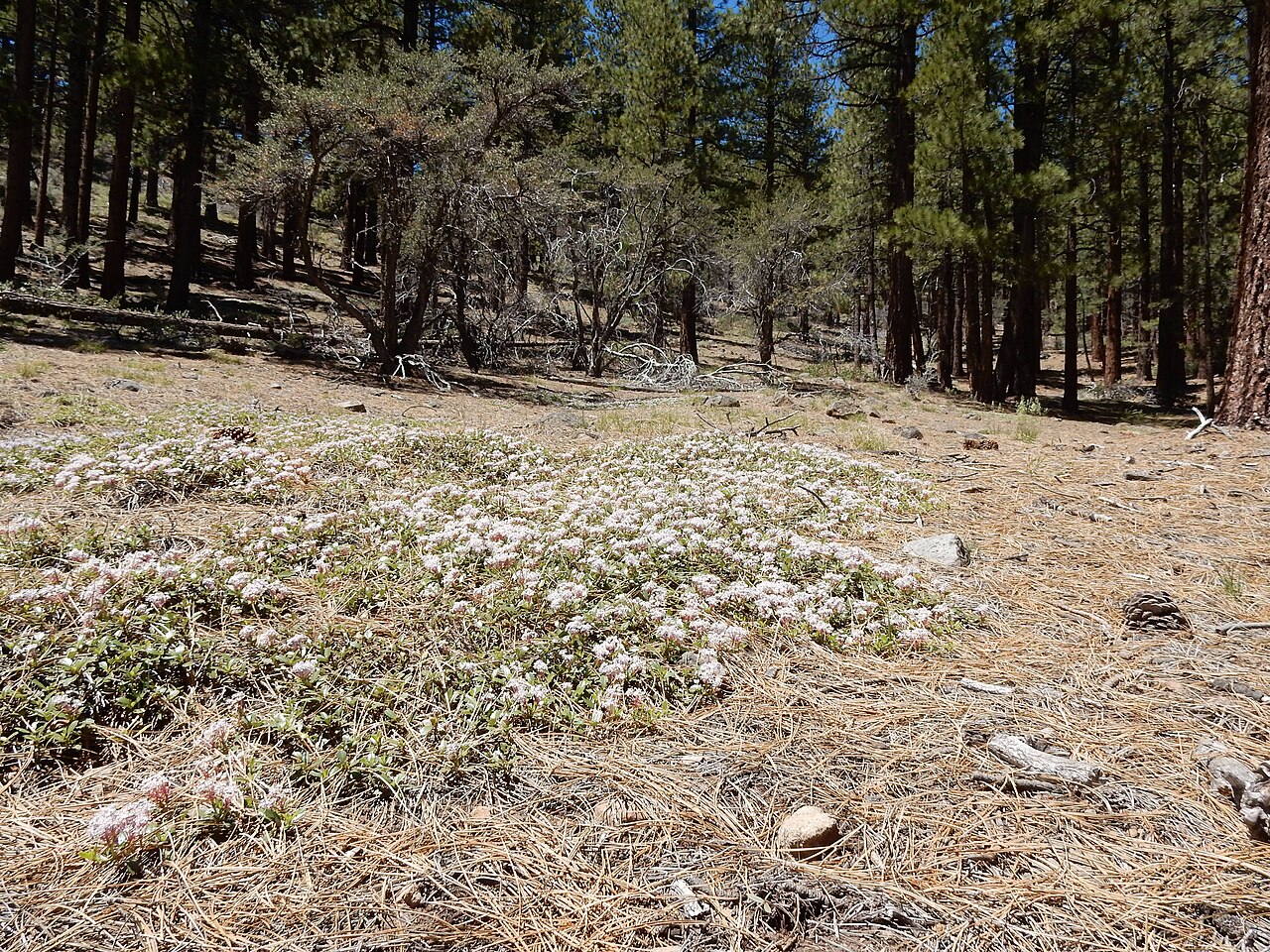 Prostrate ceanothus: A mat-forming subshrub generally in the understory of Jeffrey Pine and not much extending out into the adjacent sagebrush steppe or what remains of it. The flow